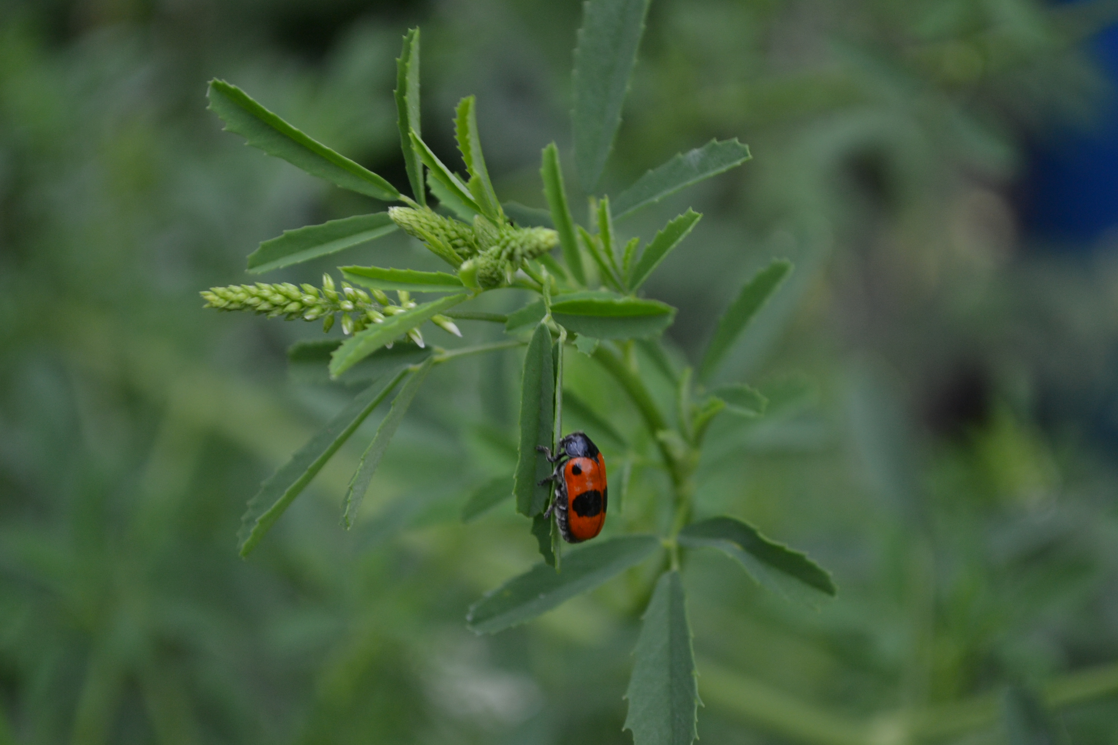 was blüht jetzt im garten