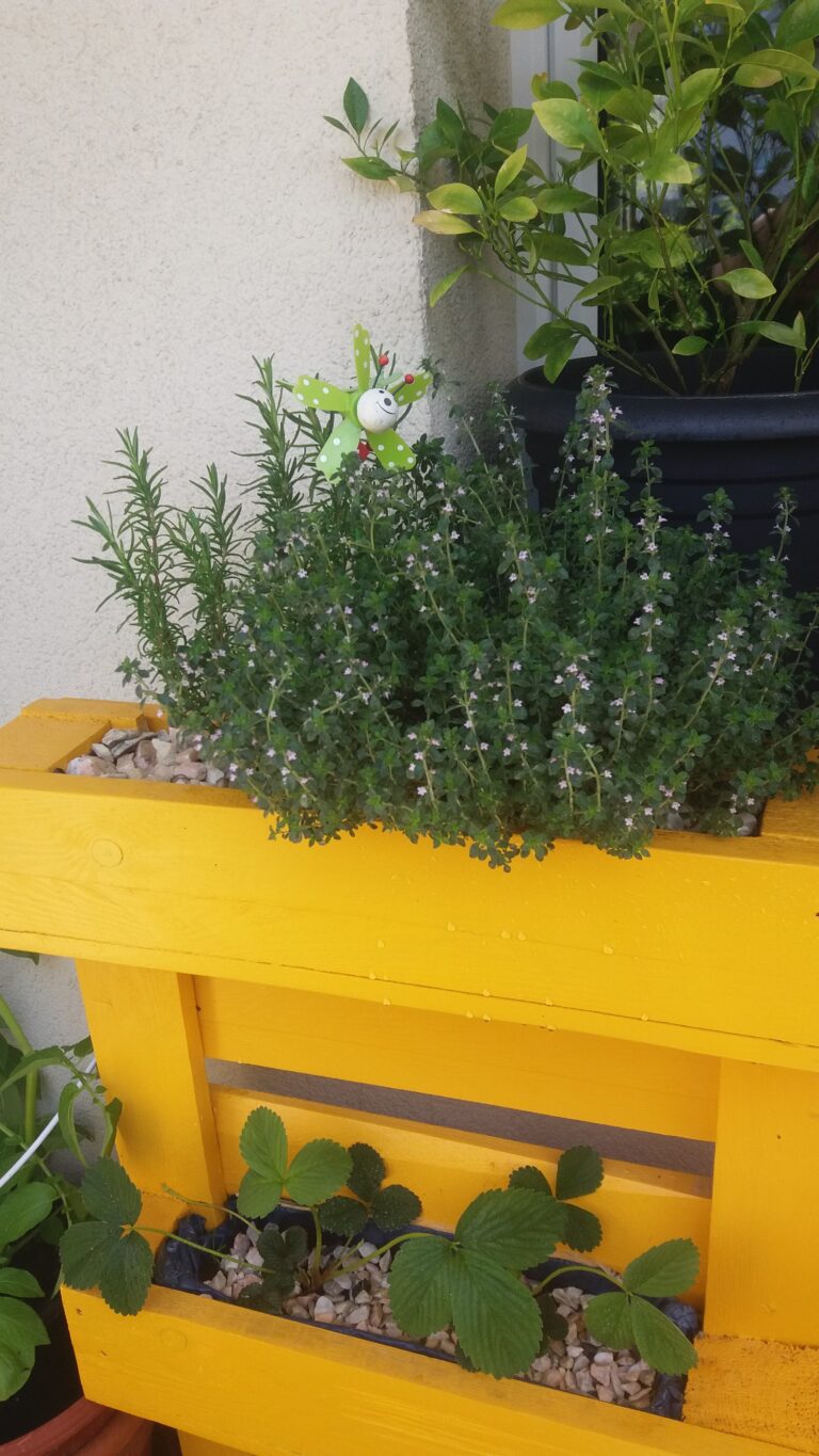 Die besten Kräuter für den Balkon Mohoga Werkstatt